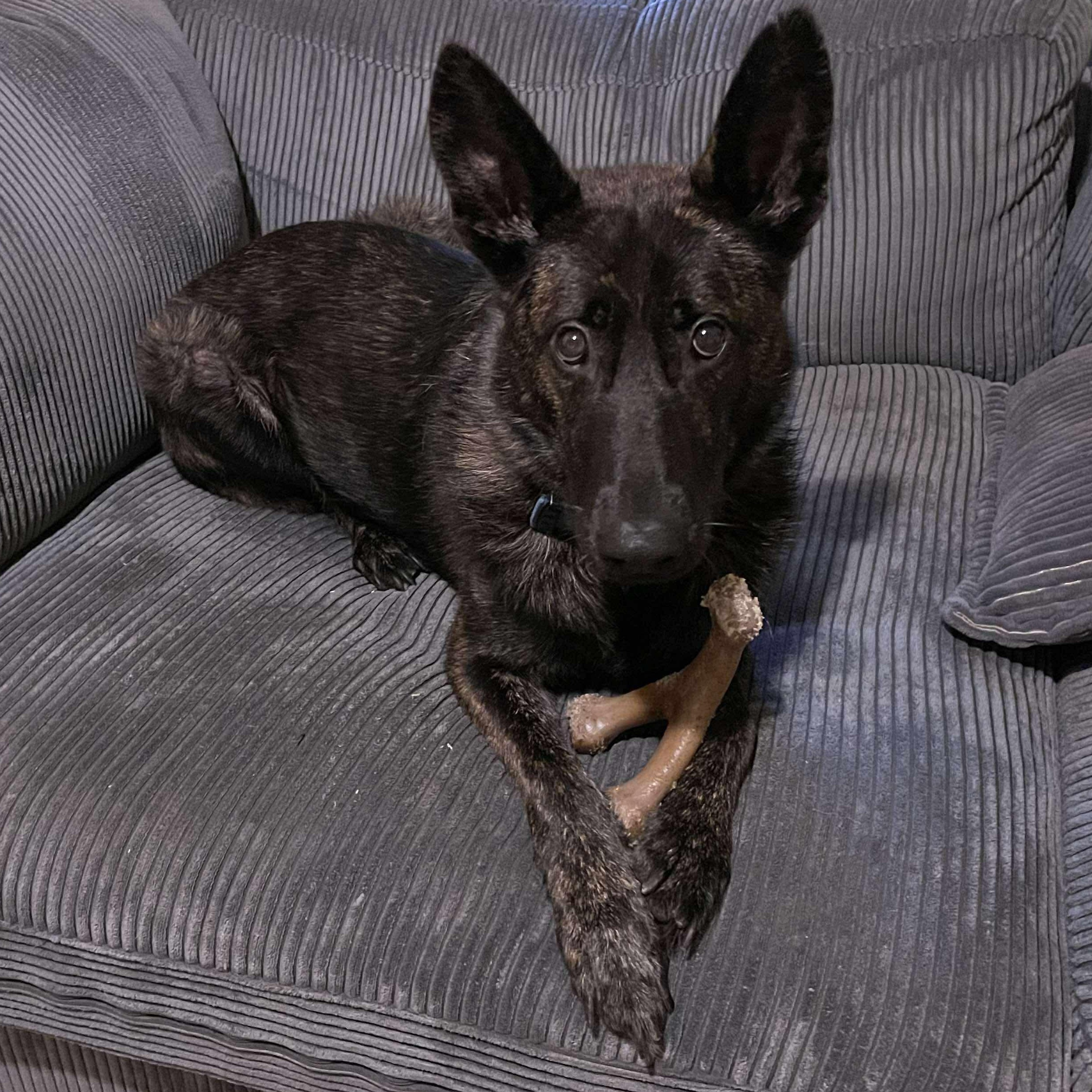 Duncan, a Adoptable mixed breed in Rochester, NY image 2/6