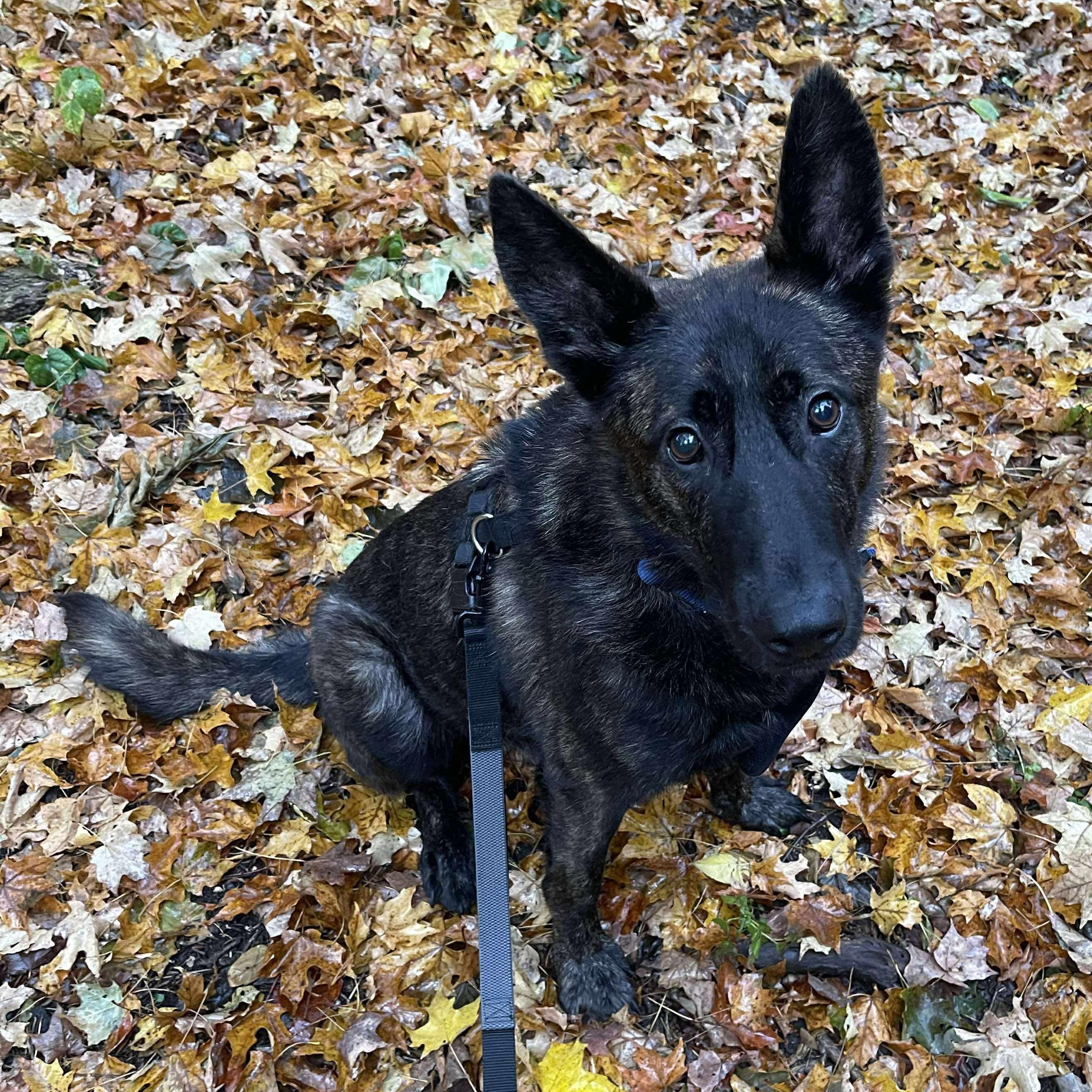 Duncan, a Adoptable mixed breed in Rochester, NY image 1/6