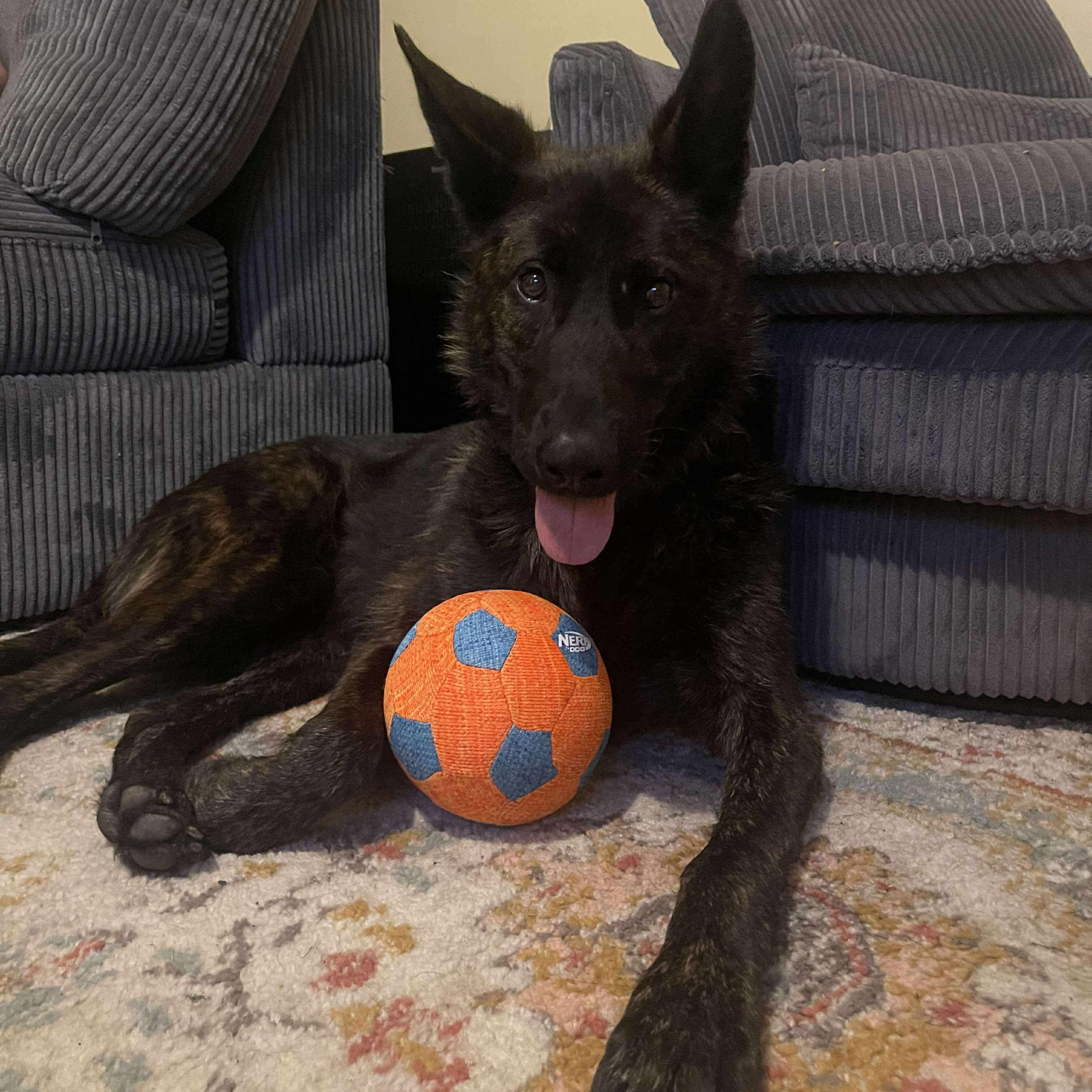 Duncan, a Adoptable mixed breed in Rochester, NY image 6/6