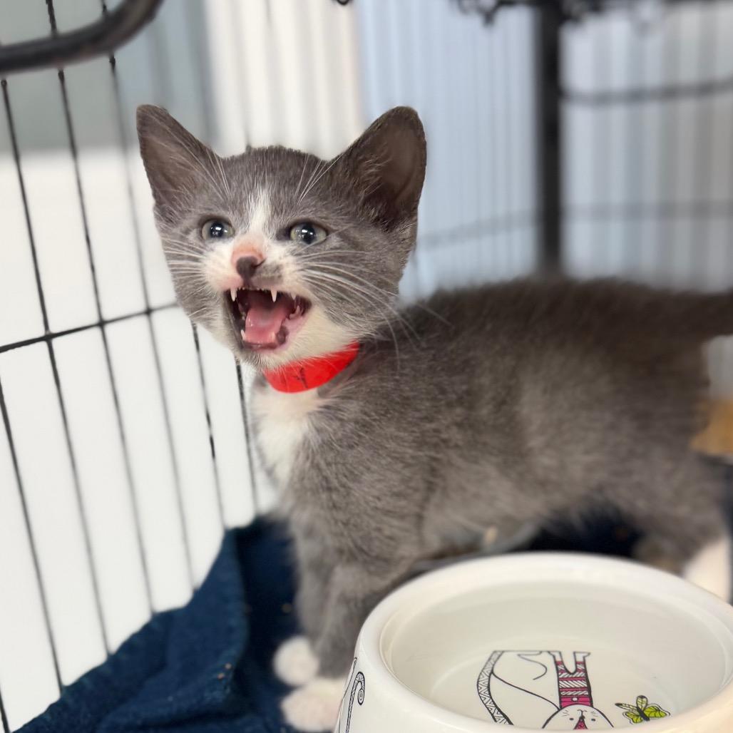Enlarge Henry, a Adoptable Domestic Short Hair in Portage, MI image 1/4