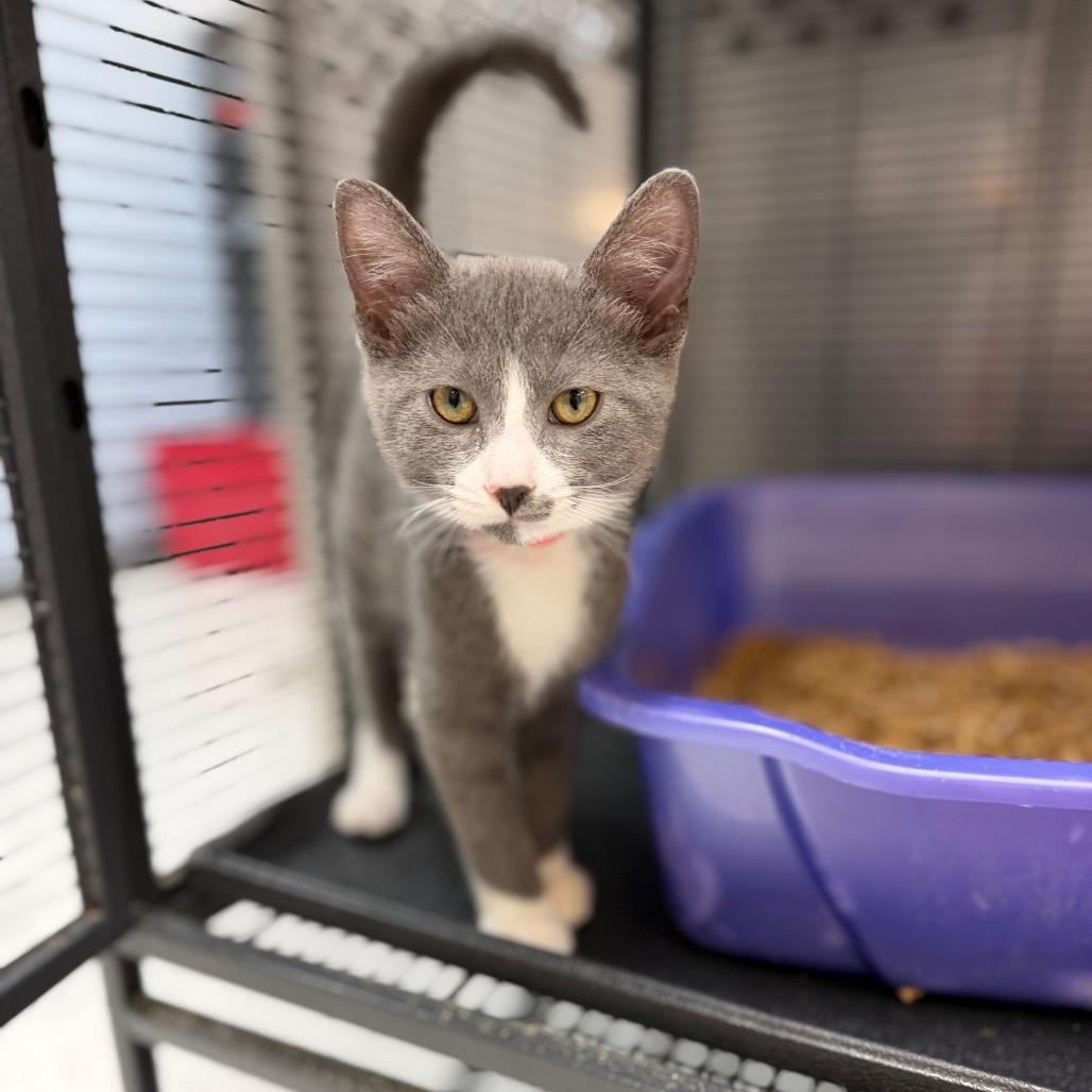 Enlarge Henry, a Adoptable Domestic Short Hair in Portage, MI image 2/4