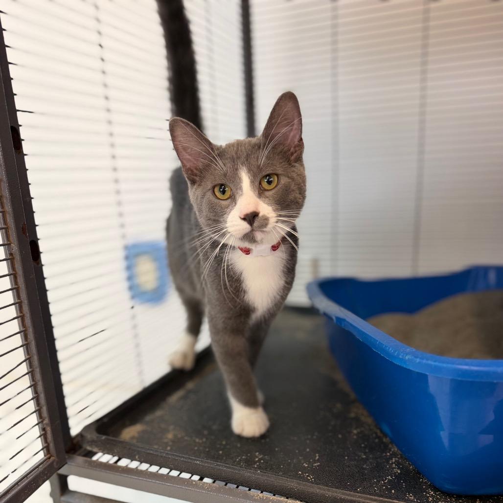 Enlarge Henry, a Adoptable Domestic Short Hair in Portage, MI image 3/4