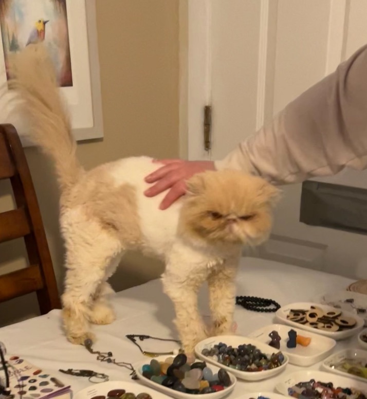 Tori, Adopted, Adult Female Persian.