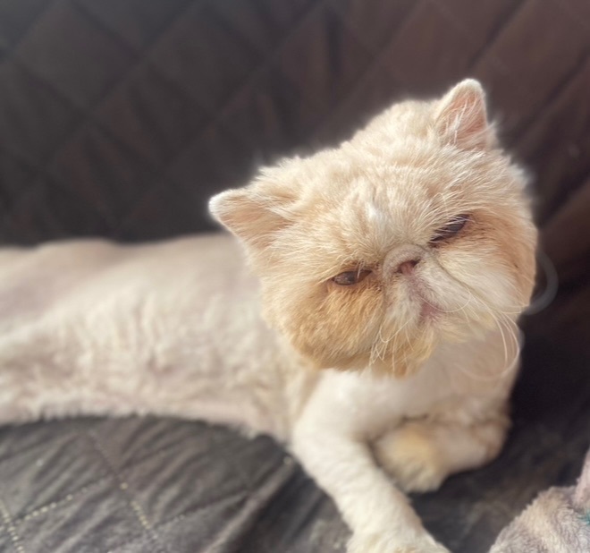 Enlarge Tori, a Adopted Persian in Limekiln, PA image 2/6