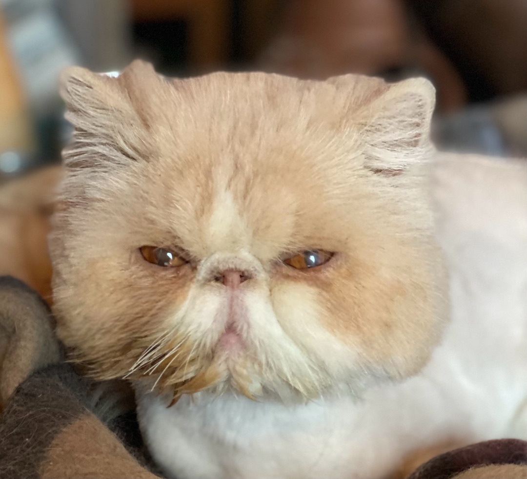 Enlarge Tori, a Adopted Persian in Limekiln, PA image 4/6