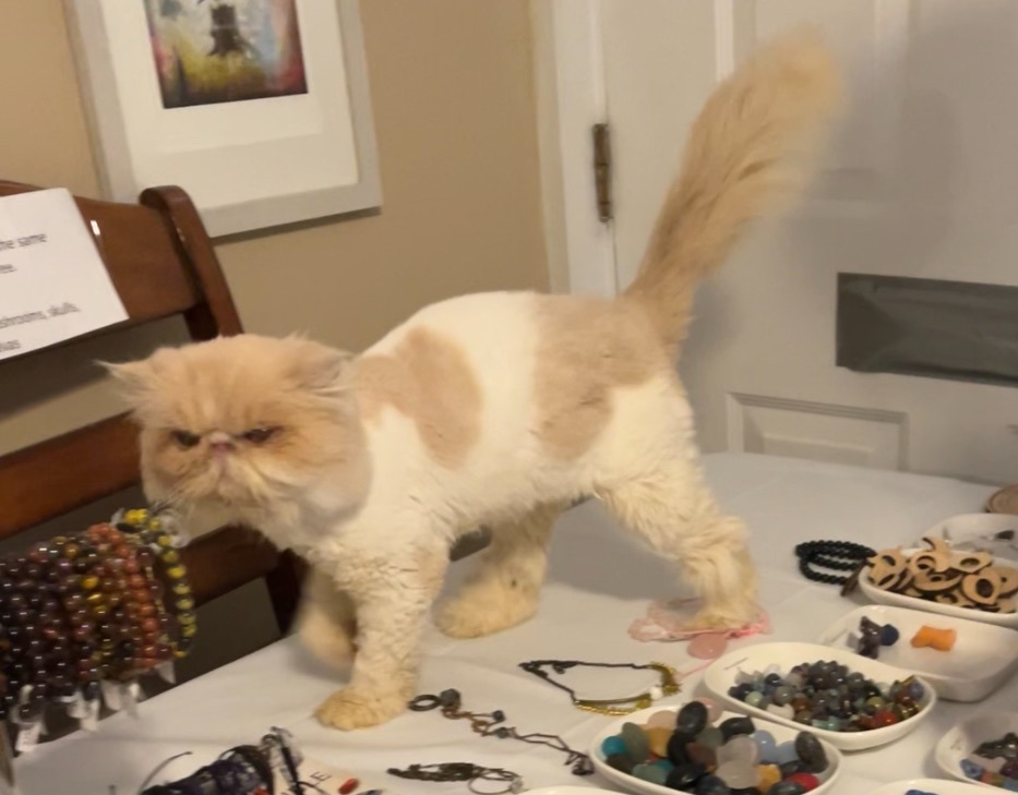 Enlarge Tori, a Adopted Persian in Limekiln, PA image 5/6