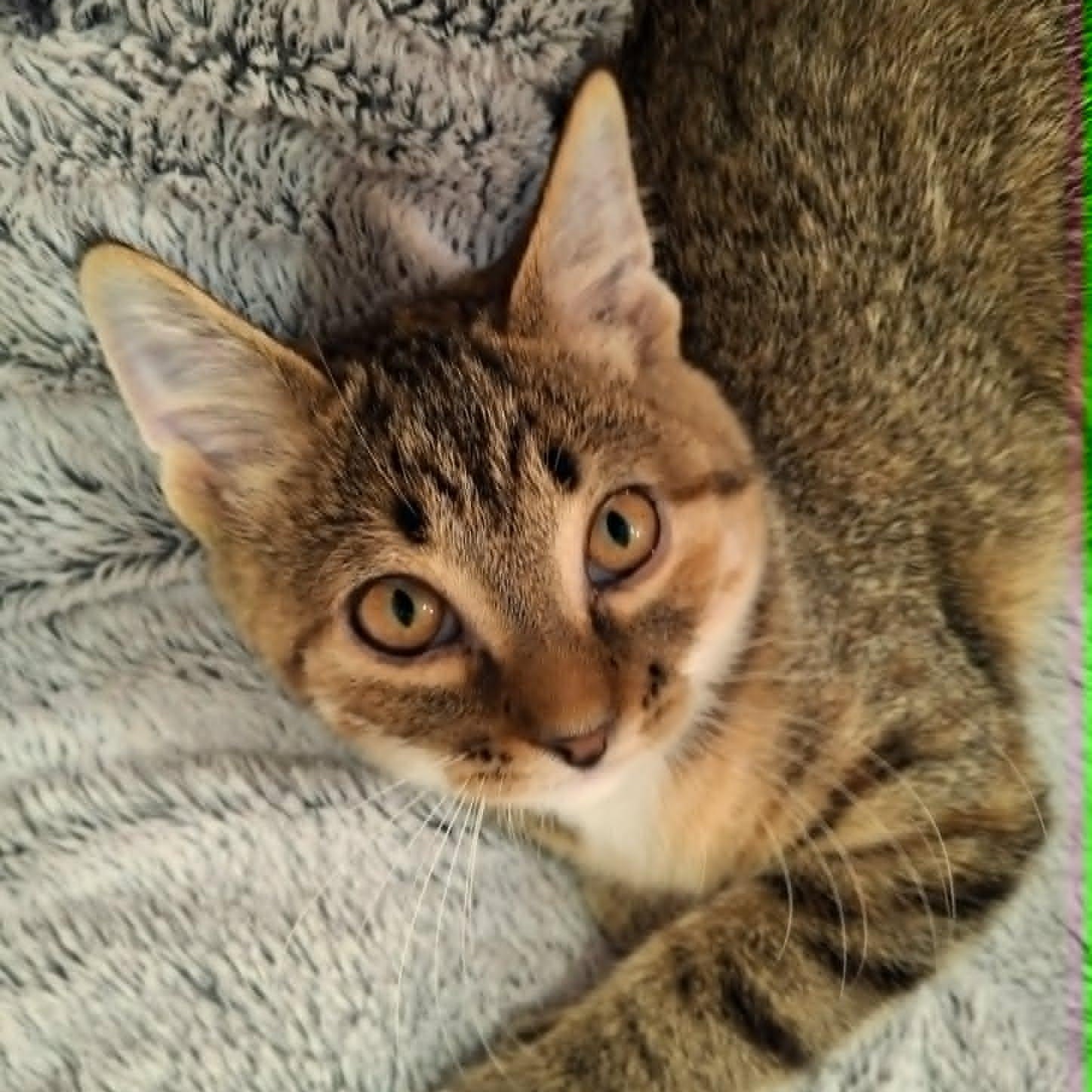 Enlarge Bunny, a ADOPTABLE Domestic Short Hair in Watertown, WI image 4/4