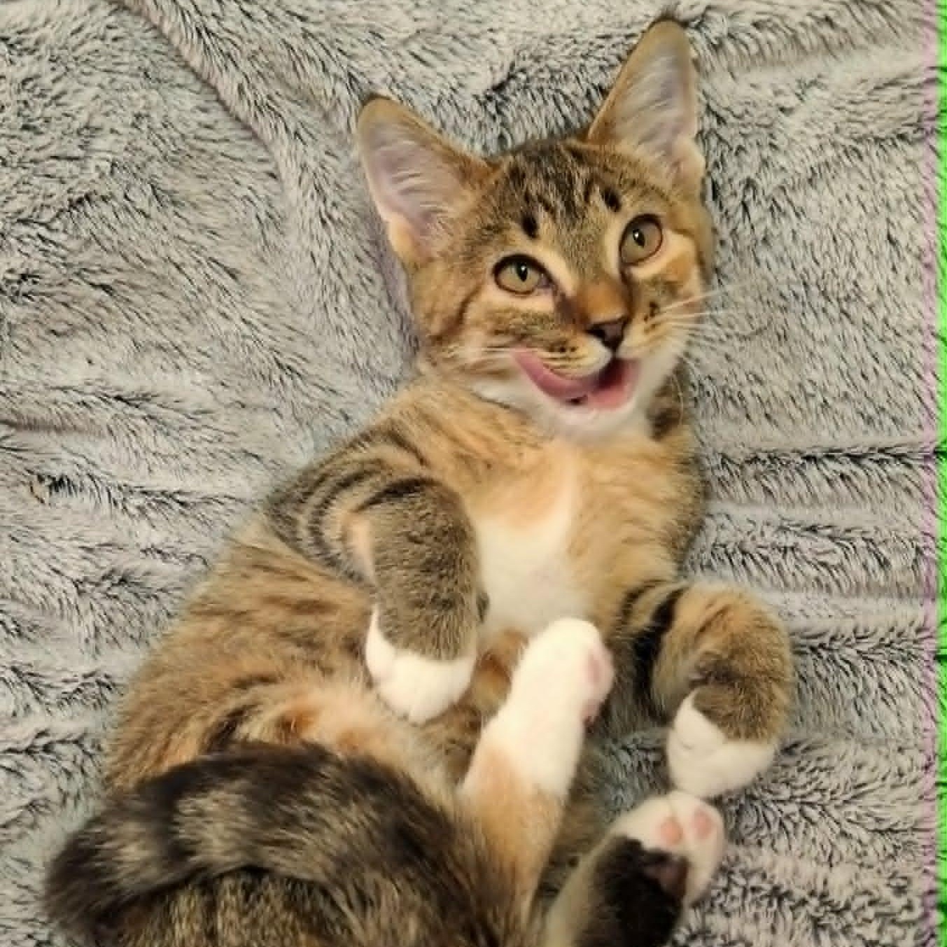 Enlarge Bunny, a ADOPTABLE Domestic Short Hair in Watertown, WI image 3/4
