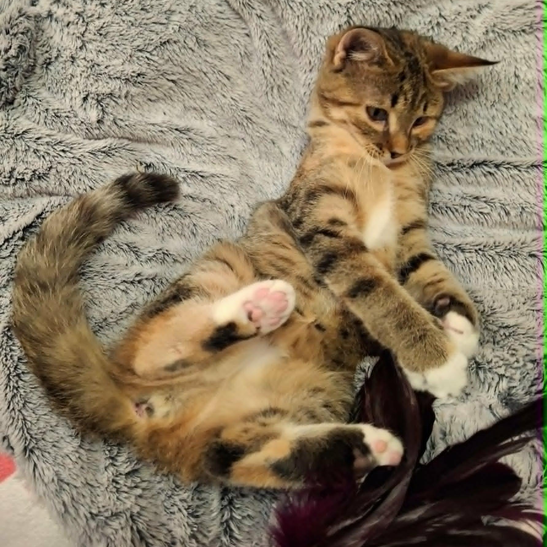 Enlarge Bunny, a ADOPTABLE Domestic Short Hair in Watertown, WI image 2/4