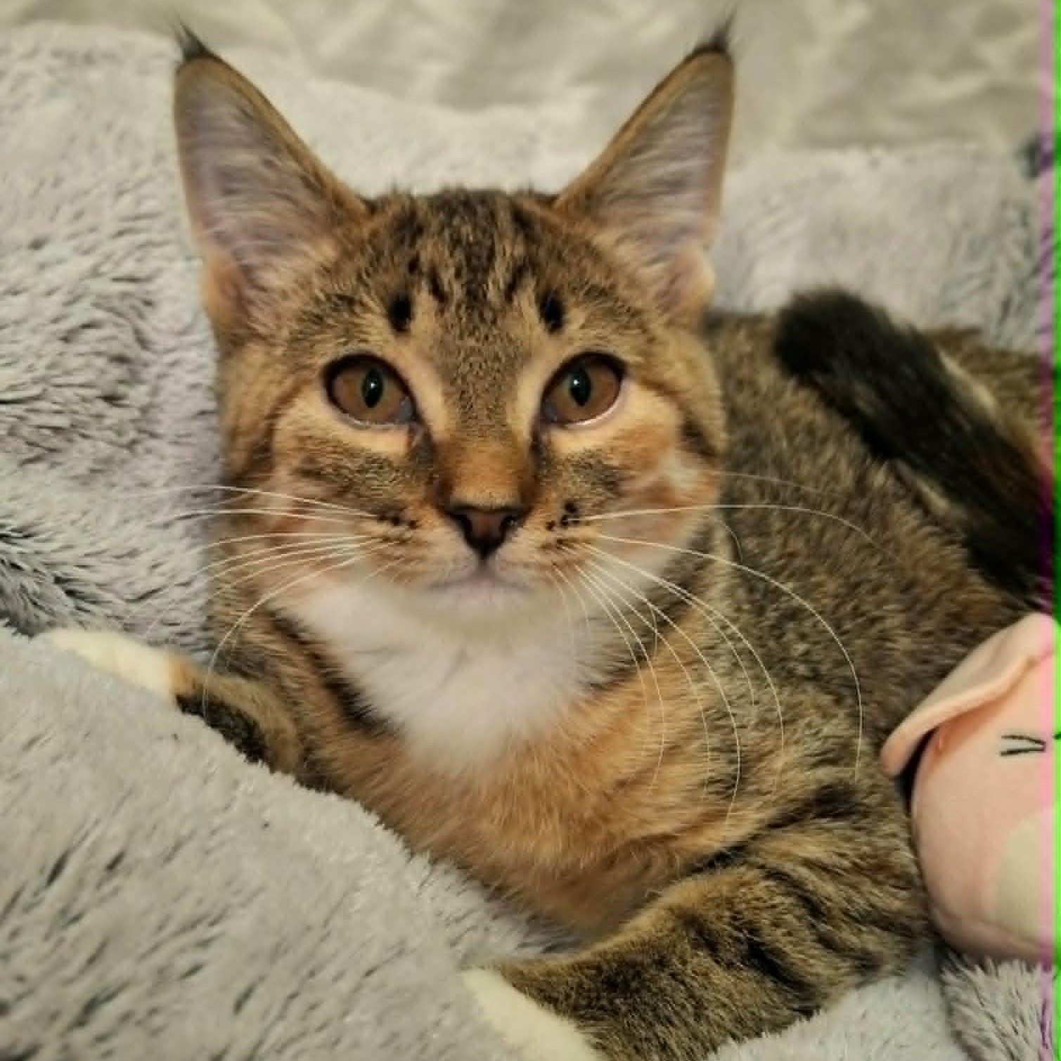 Bunny, ADOPTABLE, Kitten Female Domestic Short Hair.