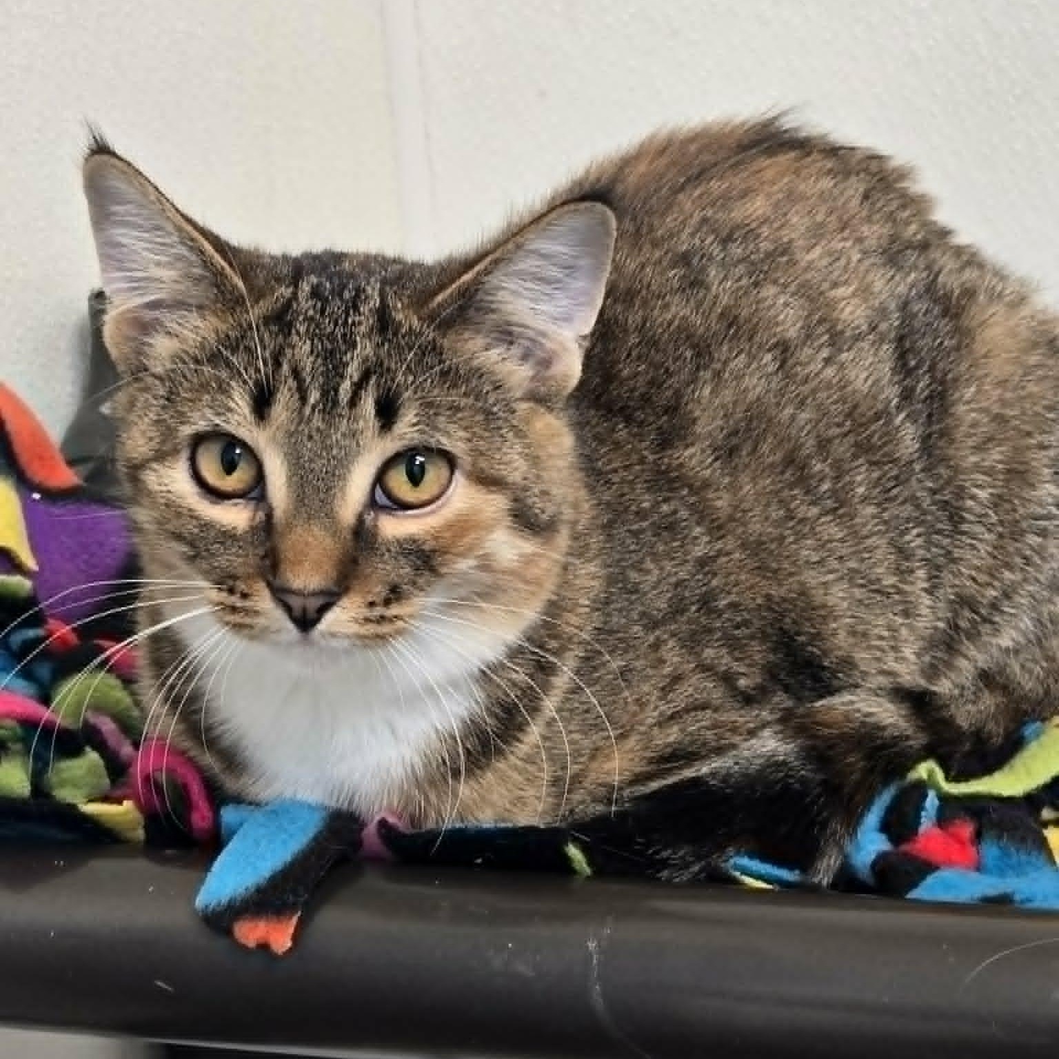 Enlarge Bunny, a Adoptable Domestic Short Hair in Watertown, WI image 1/6