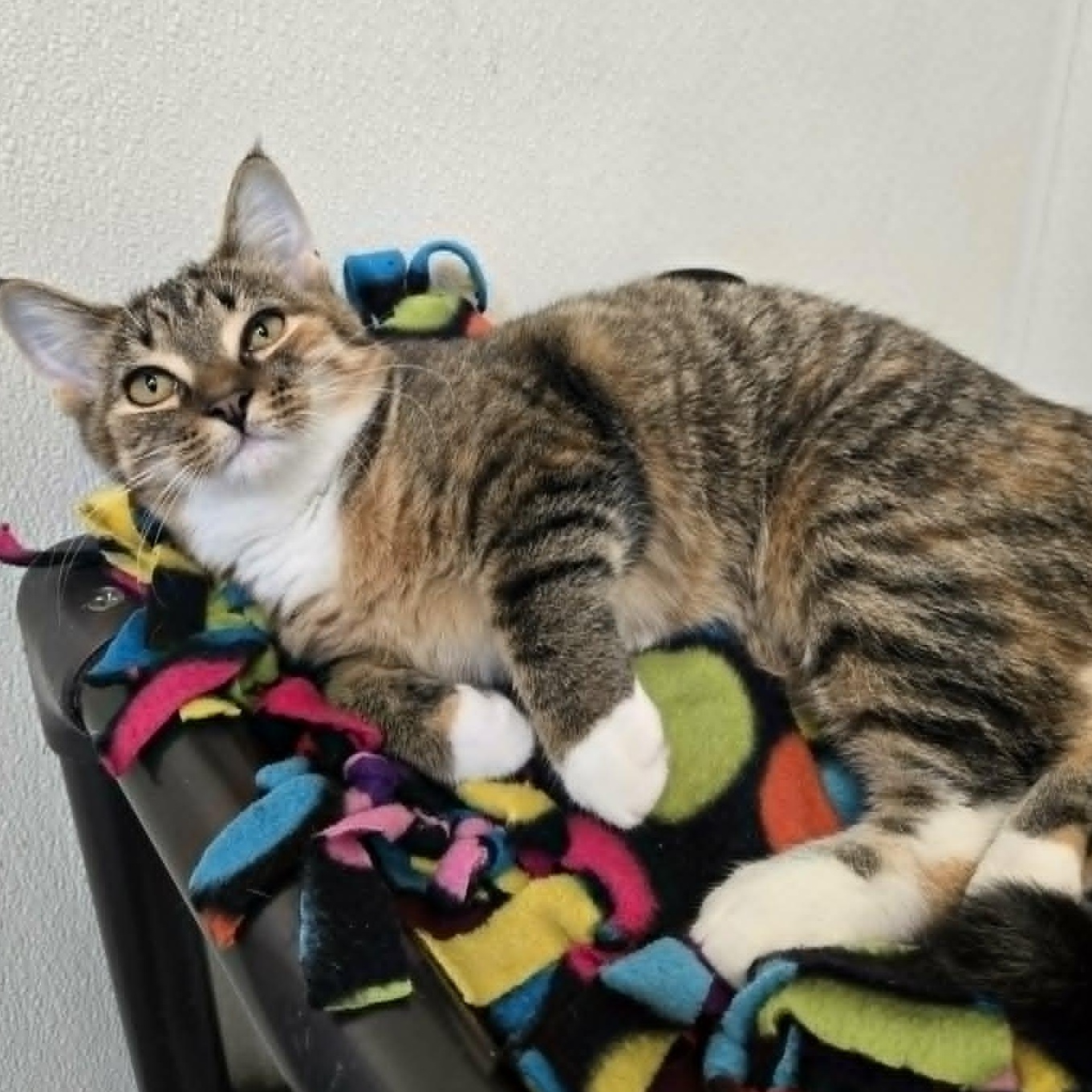 Enlarge Bunny, a Adoptable Domestic Short Hair in Watertown, WI image 2/6
