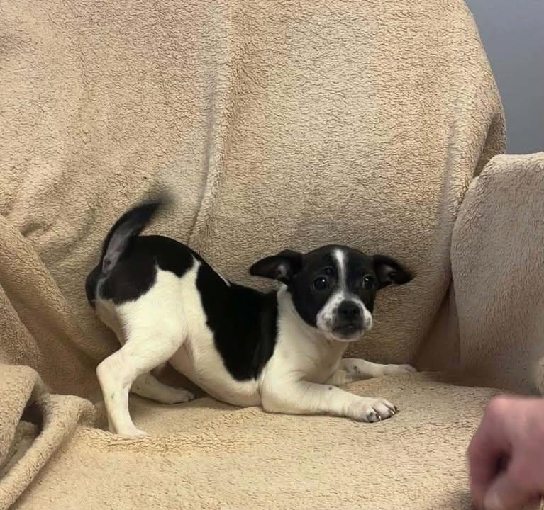 Enlarge Wayne, a ADOPTABLE mixed breed in Lexington, KY image 1/1