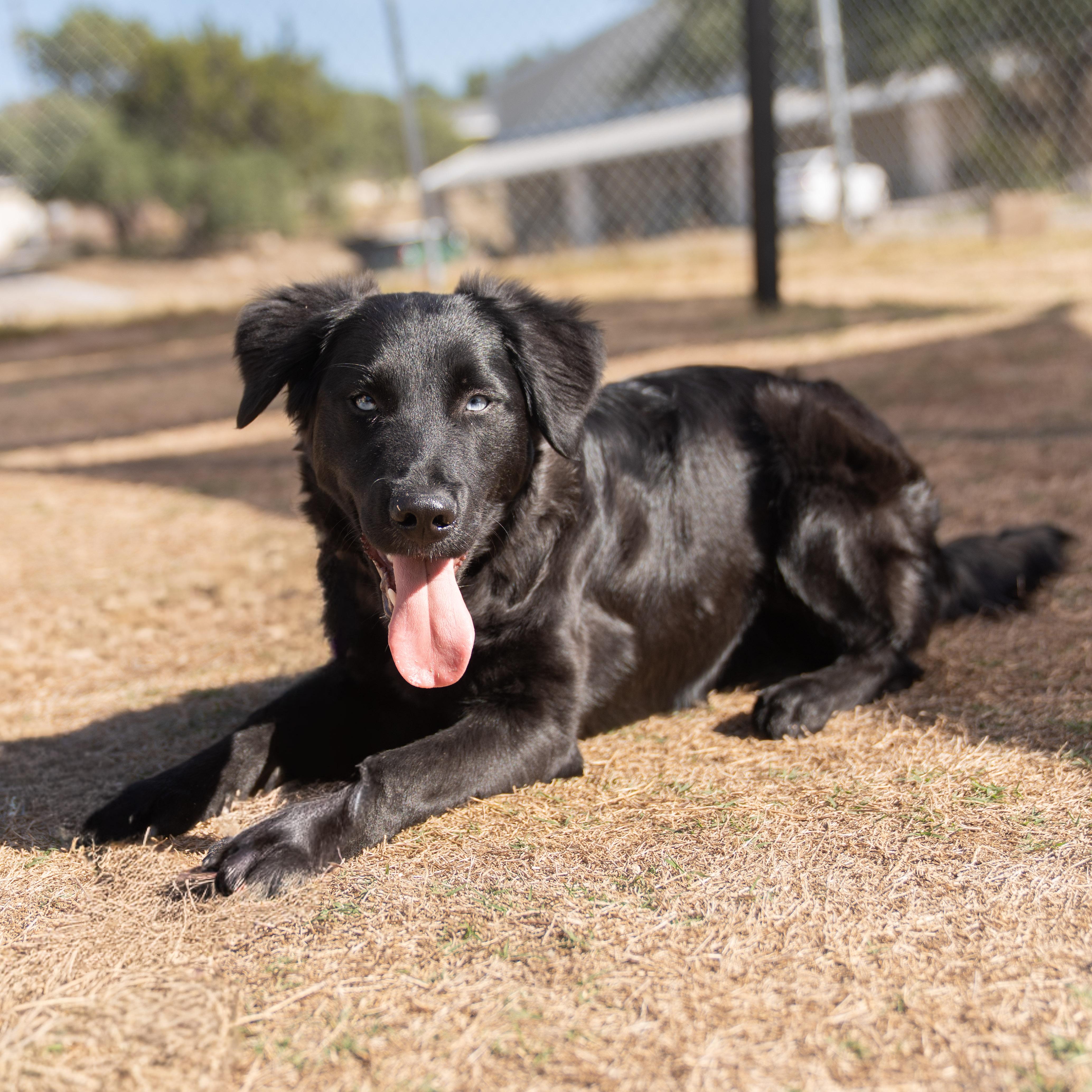 Milan, a Adoptable mixed breed in Dripping Springs, TX image 1/2