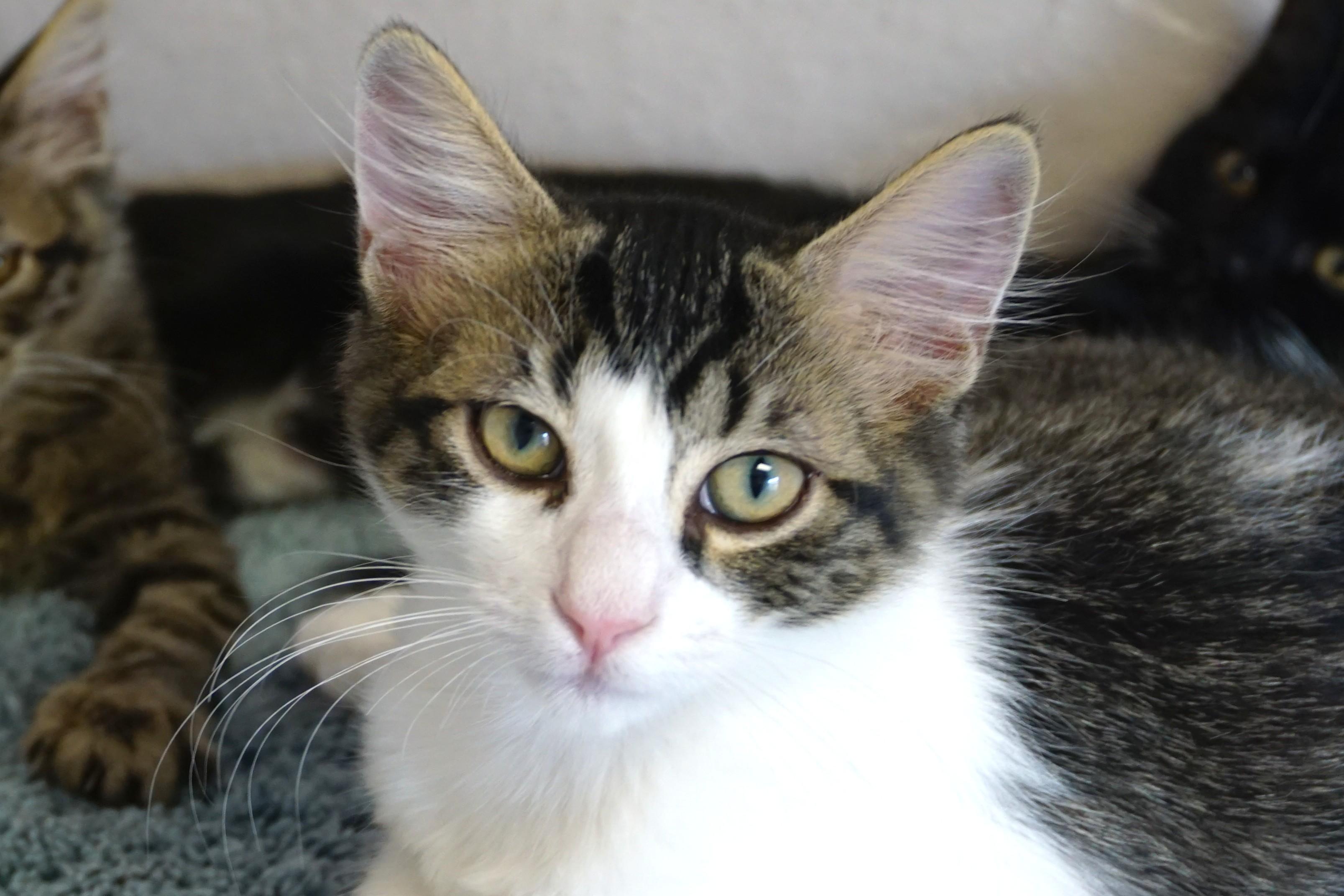 Enlarge Dopey Jr., a Adoptable Domestic Short Hair in Fountain Hills, AZ image 2/6