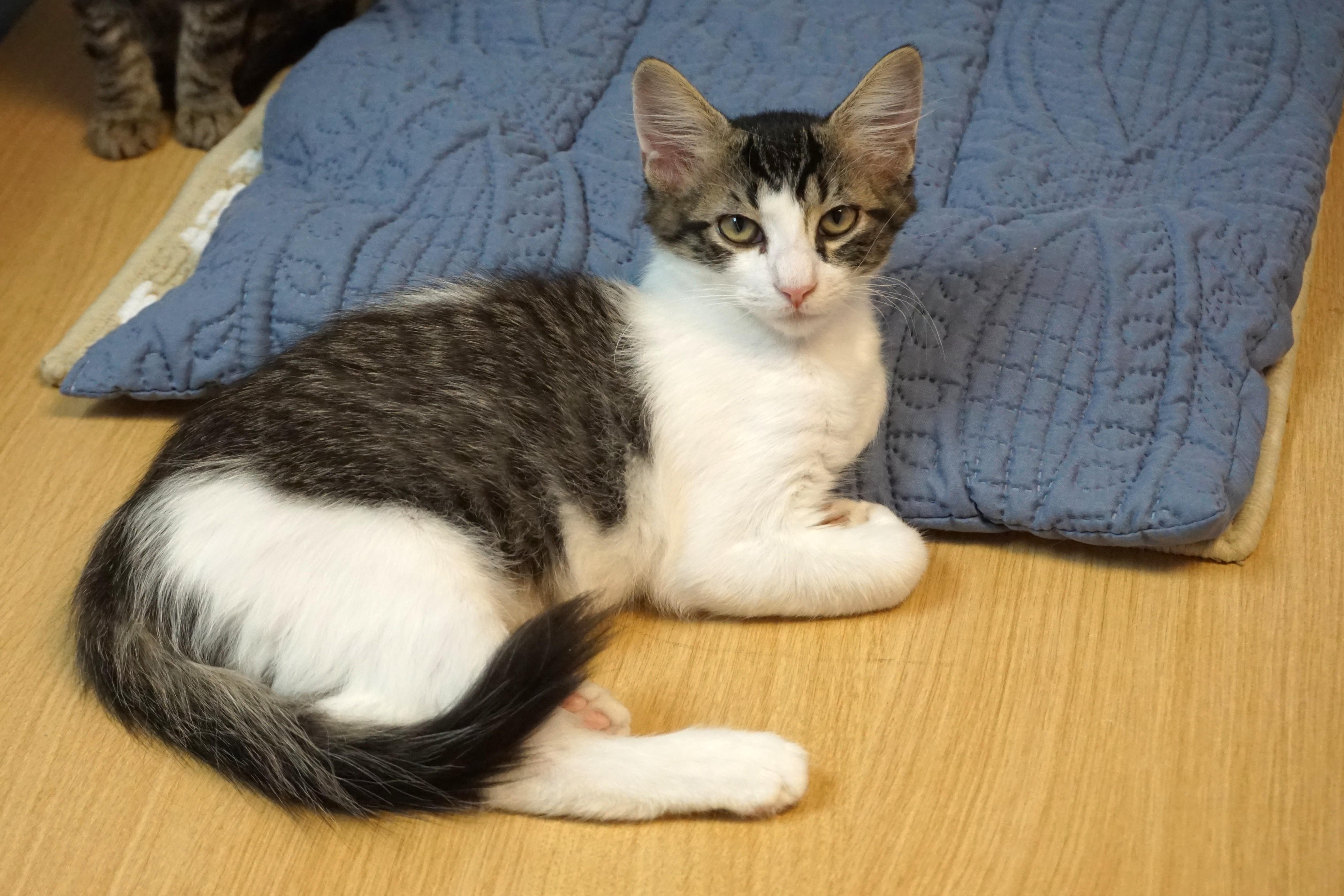 Dopey Jr., Adoptable, Kitten Male Domestic Short Hair.