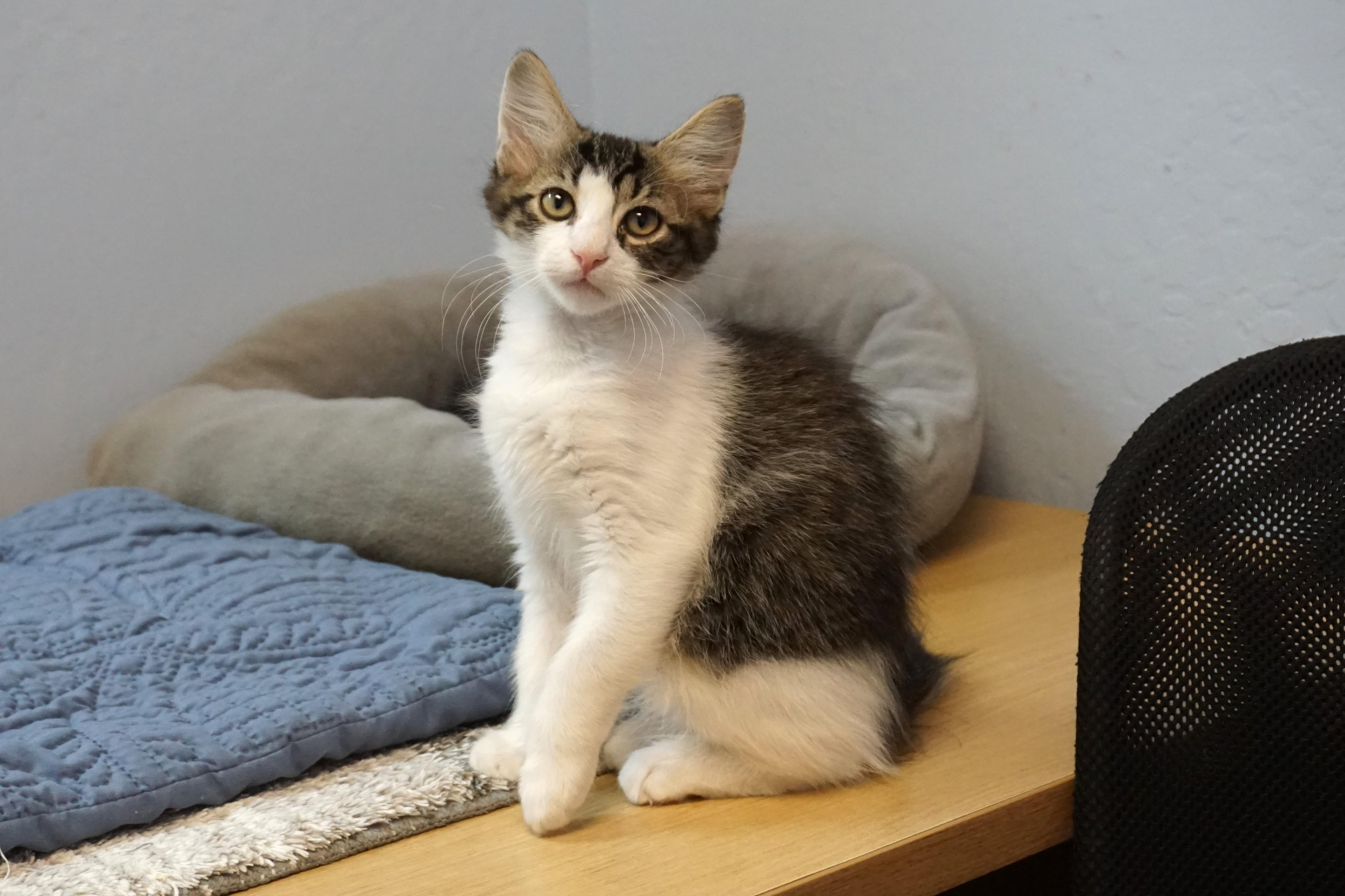 Enlarge Dopey Jr., a Adoptable Domestic Short Hair in Fountain Hills, AZ image 6/6