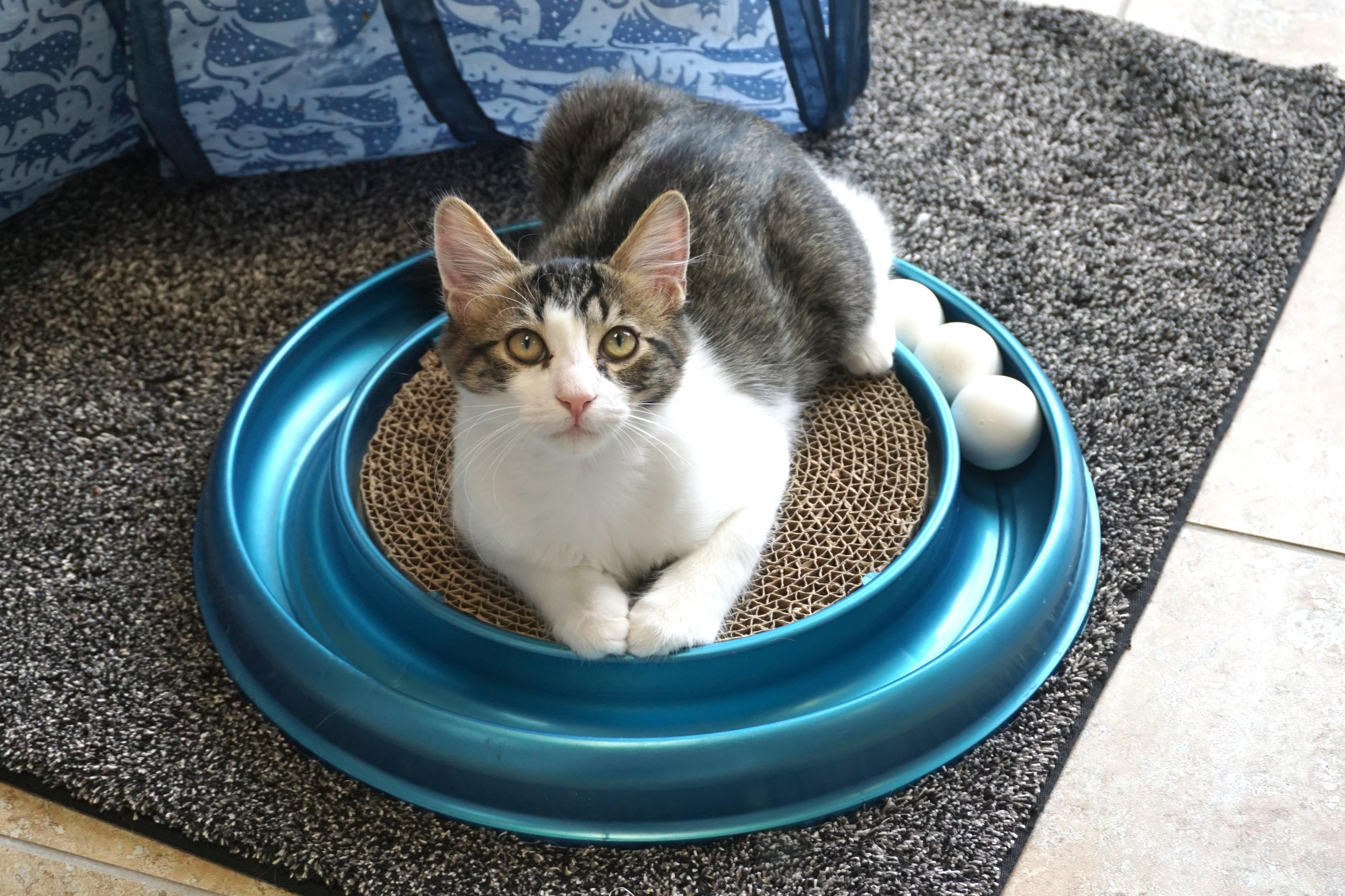 Dopey Jr., Adoptable, Kitten Male Domestic Short Hair.