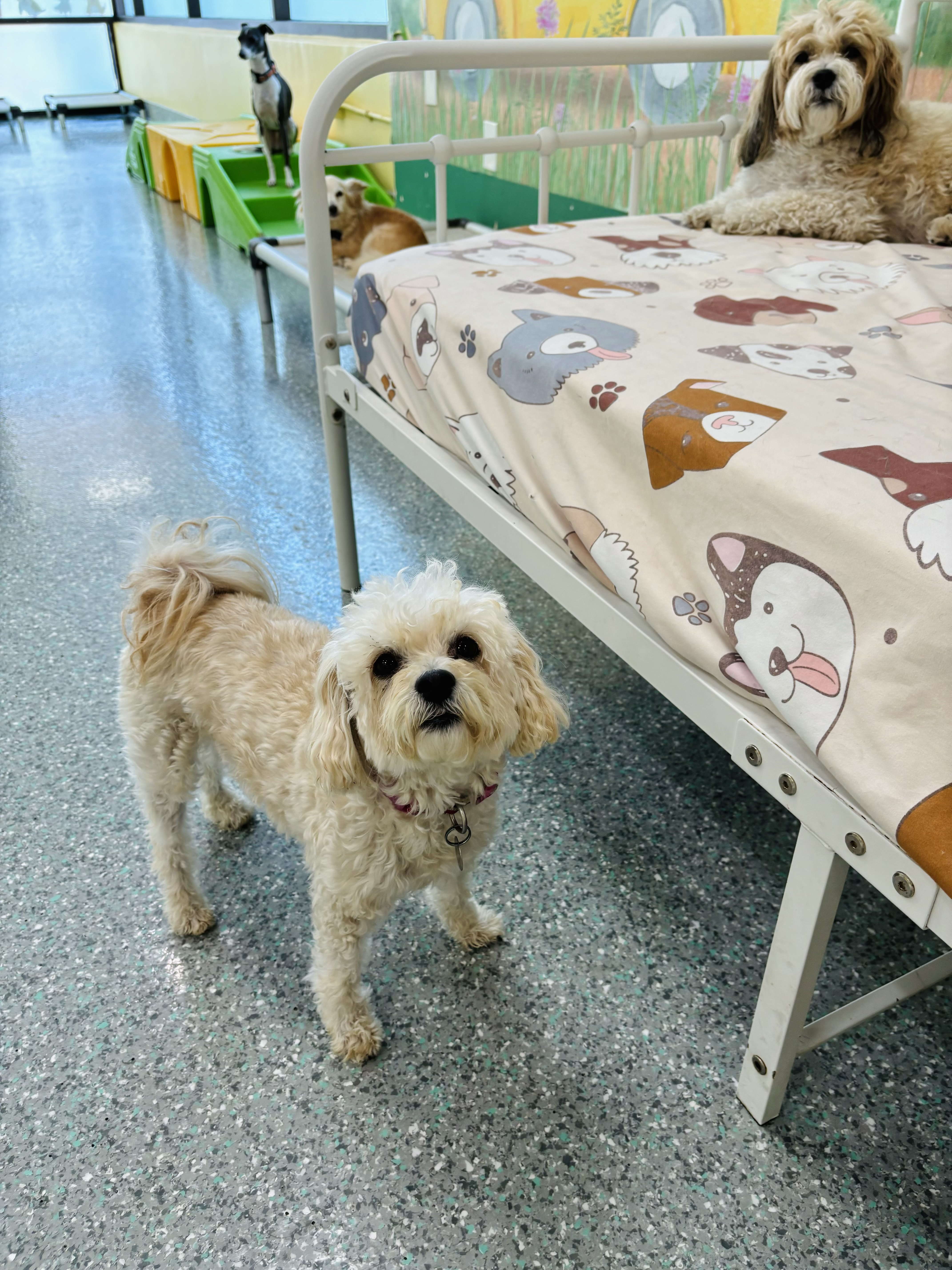 Enlarge Millie, a Adoptable mixed breed in Lake Forest, CA image 1/5