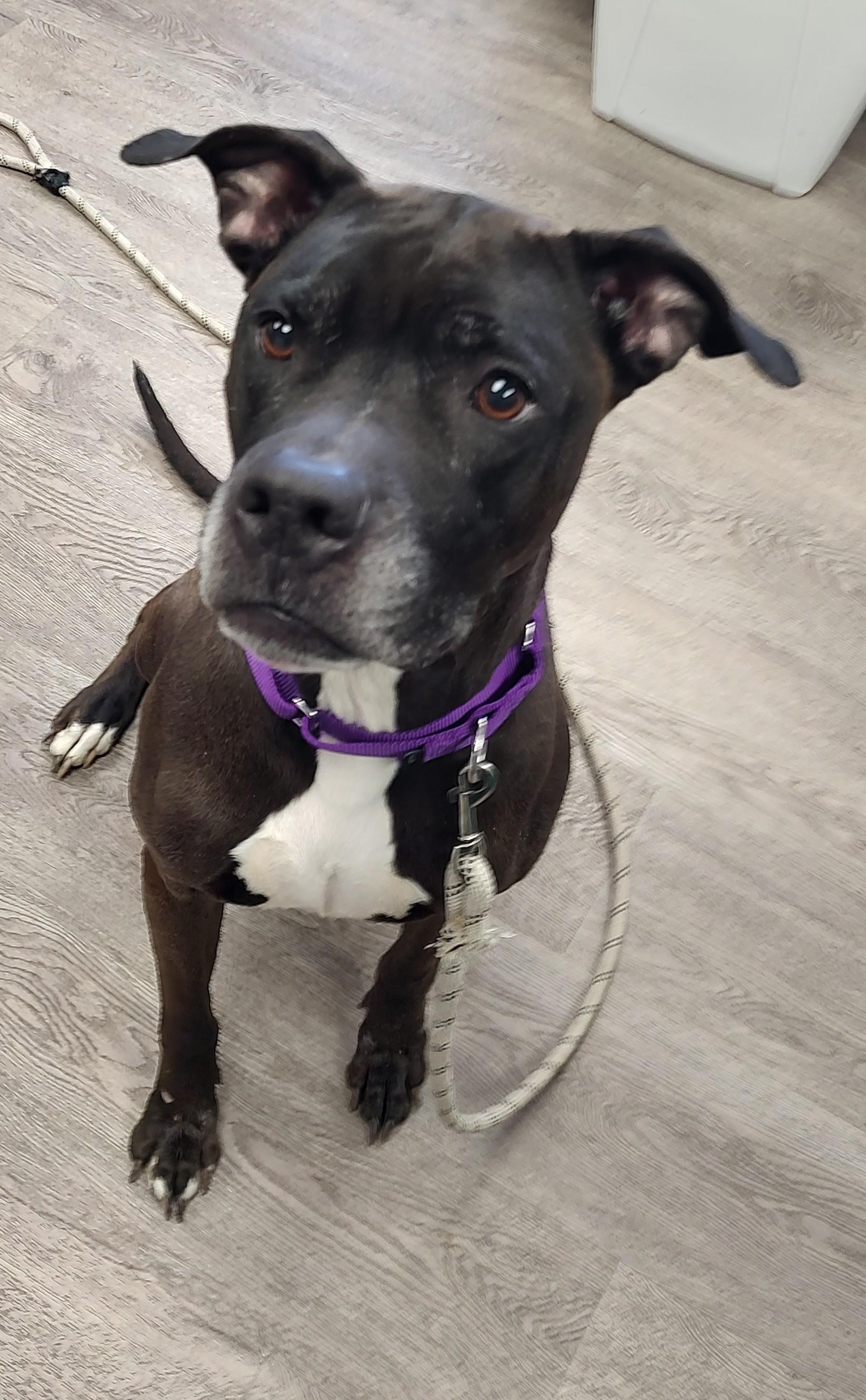 Enlarge Millie, a ADOPTABLE mixed breed in Newburgh, NY image 1/3