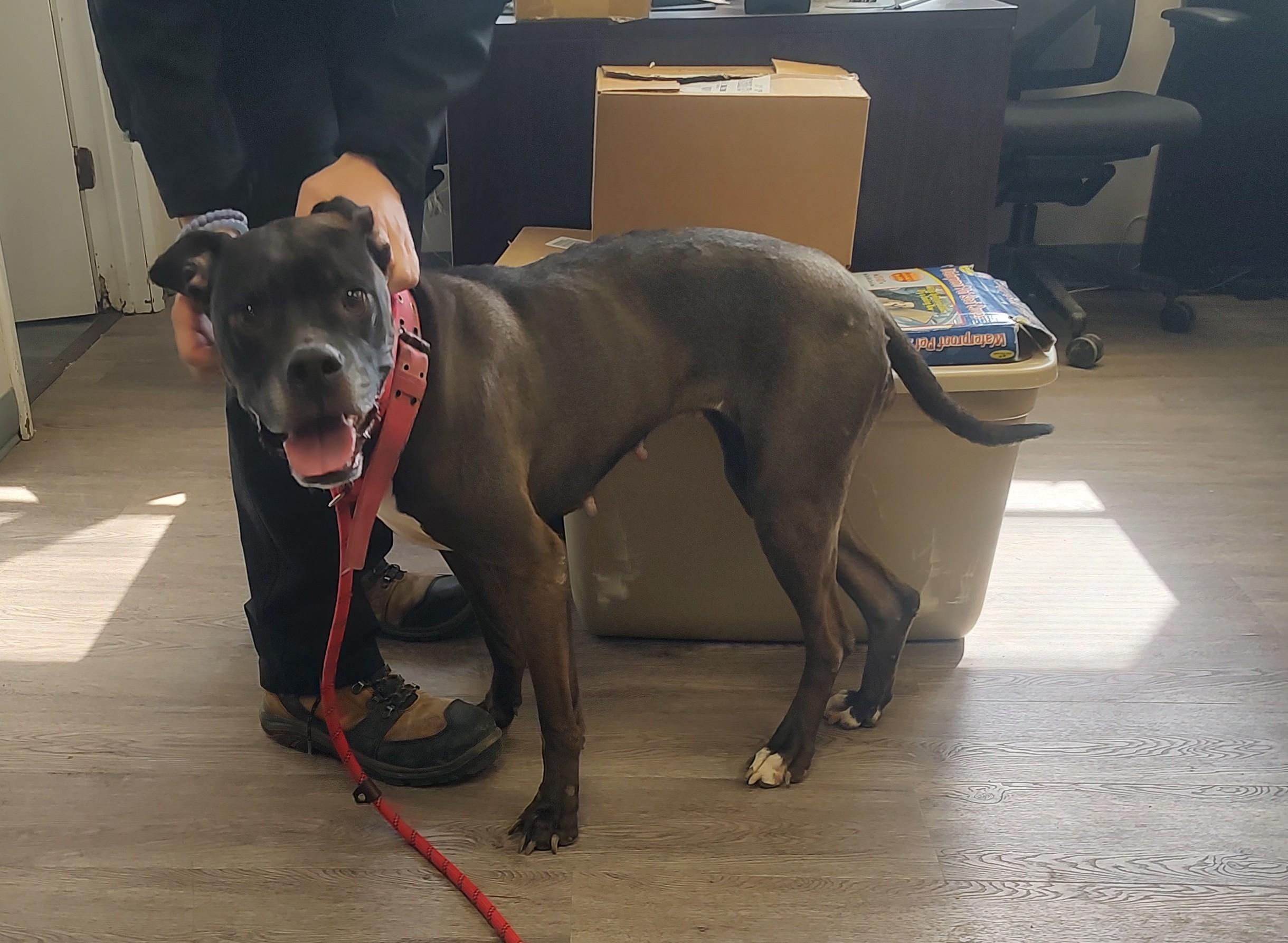 Enlarge Millie, a ADOPTABLE mixed breed in Newburgh, NY image 2/3