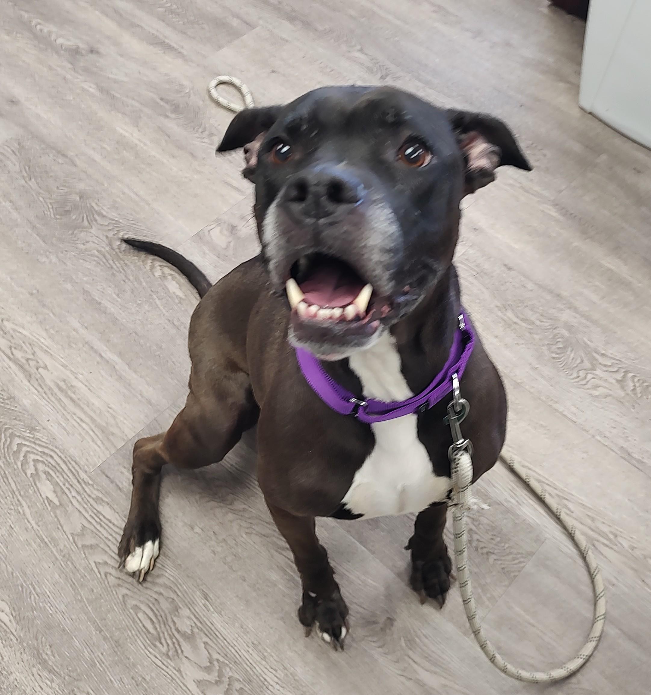 Enlarge Millie, a ADOPTABLE mixed breed in Newburgh, NY image 3/3