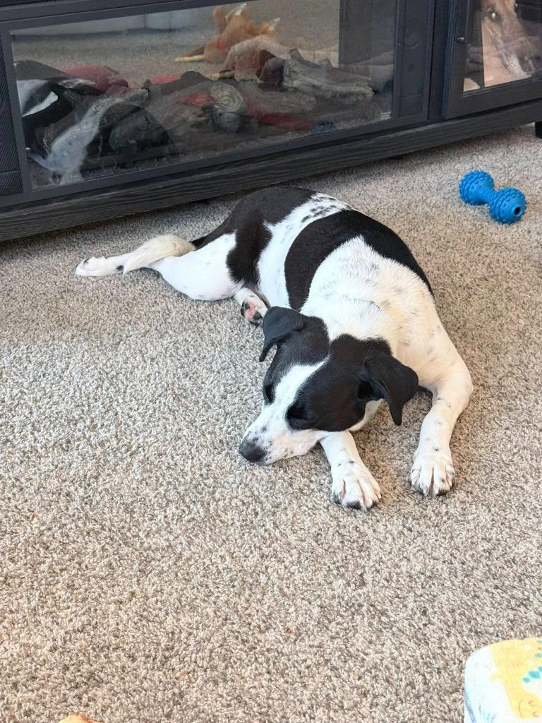 Enlarge Phil, a Adoptable mixed breed in Fond Du Lac, WI image 1/5