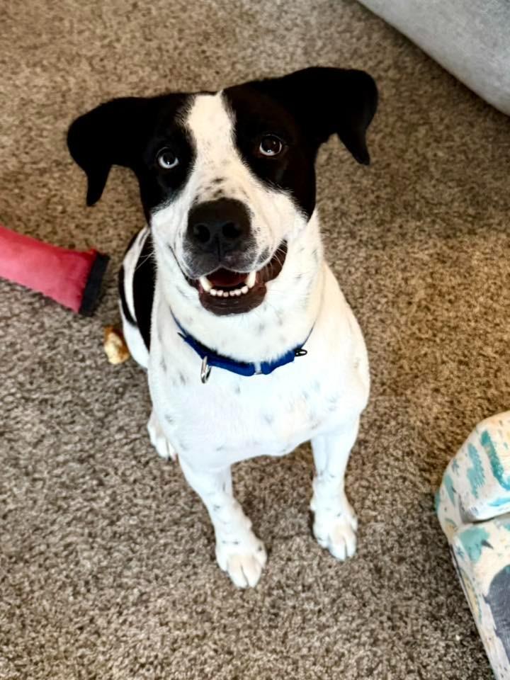 Enlarge Phil, a Adoptable mixed breed in Fond Du Lac, WI image 2/5