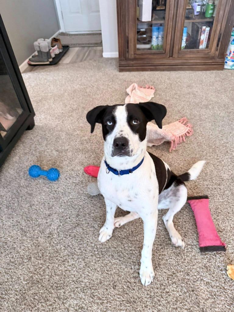 Enlarge Phil, a Adoptable mixed breed in Fond Du Lac, WI image 3/5