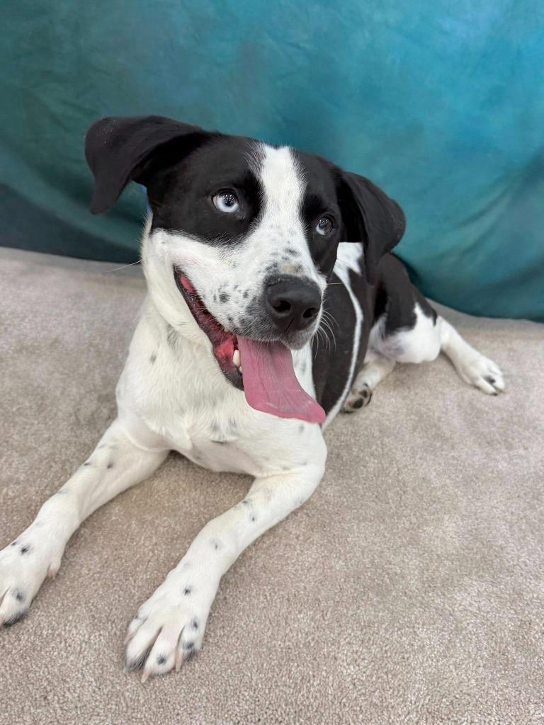 Enlarge Phil, a Adoptable mixed breed in Fond Du Lac, WI image 4/5