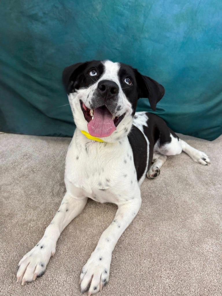 Enlarge Phil, a Adoptable mixed breed in Fond Du Lac, WI image 5/5