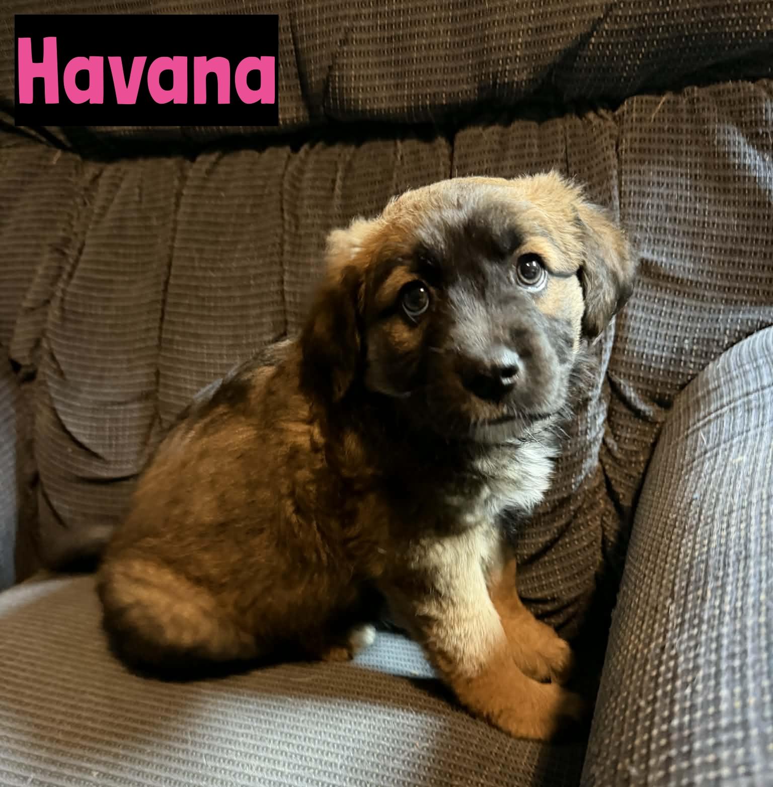Enlarge Havana, an adopted mixed breed in Grand Rapids, MI image 1/1