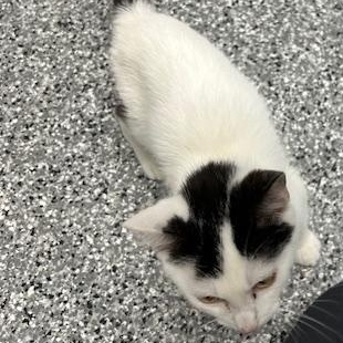 Enlarge Zebra Cake, an adopted Domestic Short Hair in Bryan, OH image 2/2