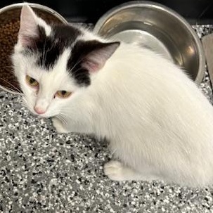Enlarge Zebra Cake, an adopted Domestic Short Hair in Bryan, OH image 1/2