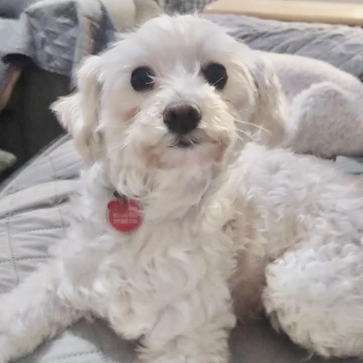 Cherry Collins, Adopted, Young Female Maltipoo.