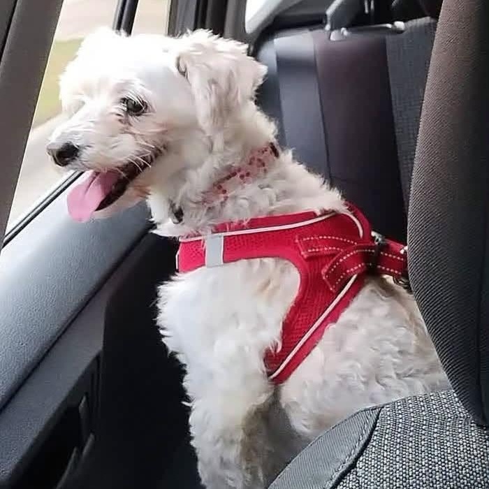 Enlarge Cherry Collins, a Adoptable Maltipoo in Plano, TX image 4/5