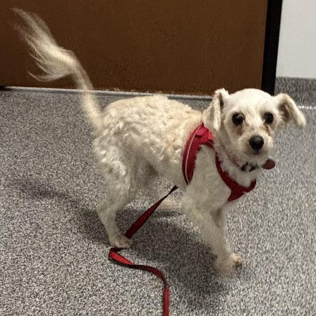 Cherry Collins, a Adoptable Maltipoo in Plano, TX image 3/4