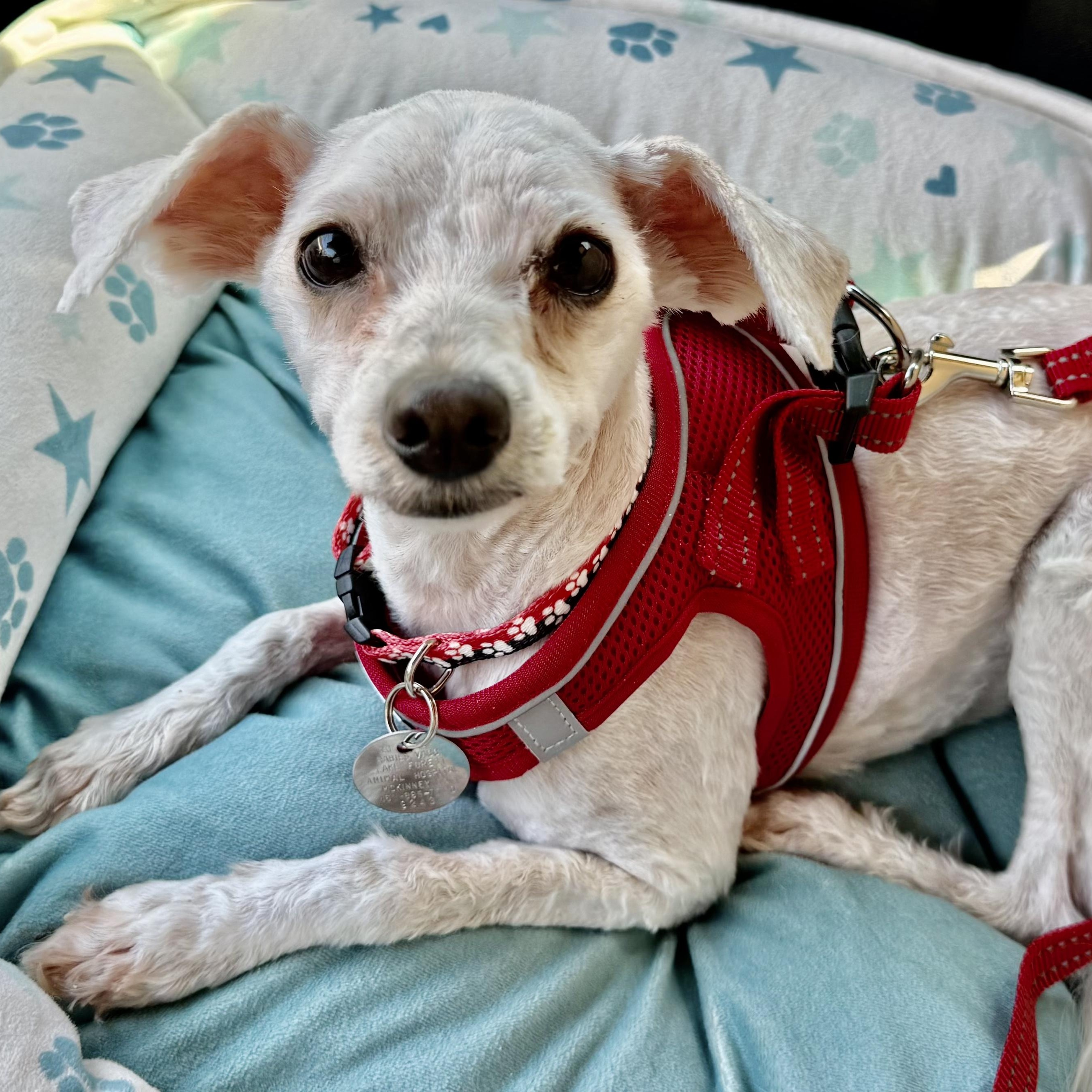 Cherry Collins, Adoptable, Young Female Maltipoo.