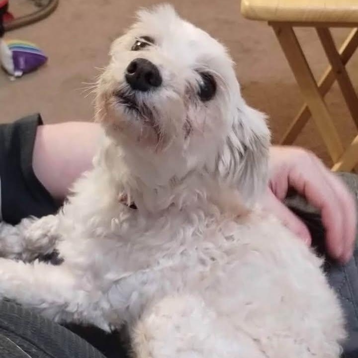 Enlarge Cherry Collins, a Adoptable Maltipoo in Plano, TX image 3/5