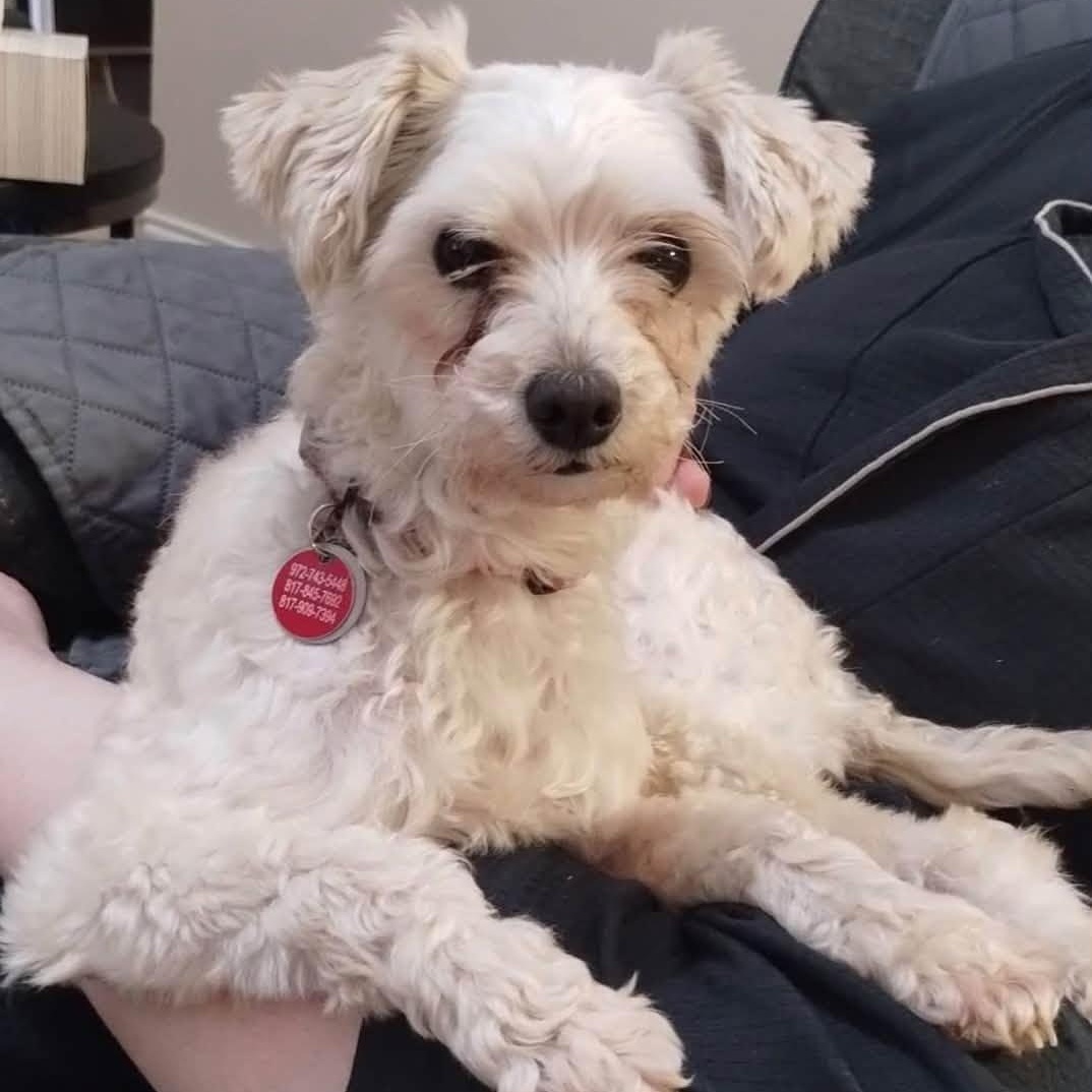 Enlarge Cherry Collins, a Adoptable Maltipoo in Plano, TX image 1/5