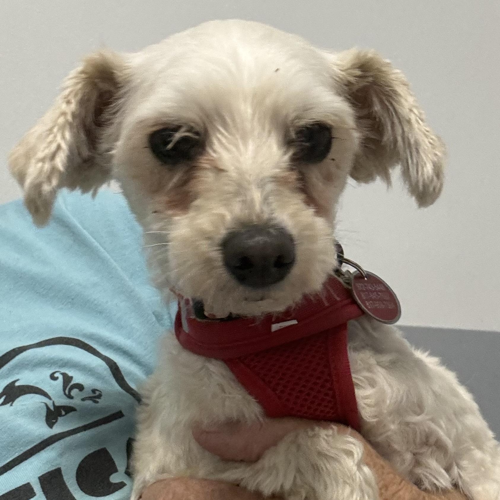 Cherry Collins, a Adoptable Maltipoo in Plano, TX image 4/4