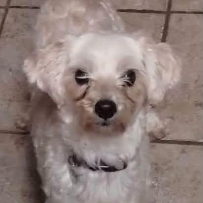 Enlarge Cherry Collins, a Adoptable Maltipoo in Plano, TX image 2/5