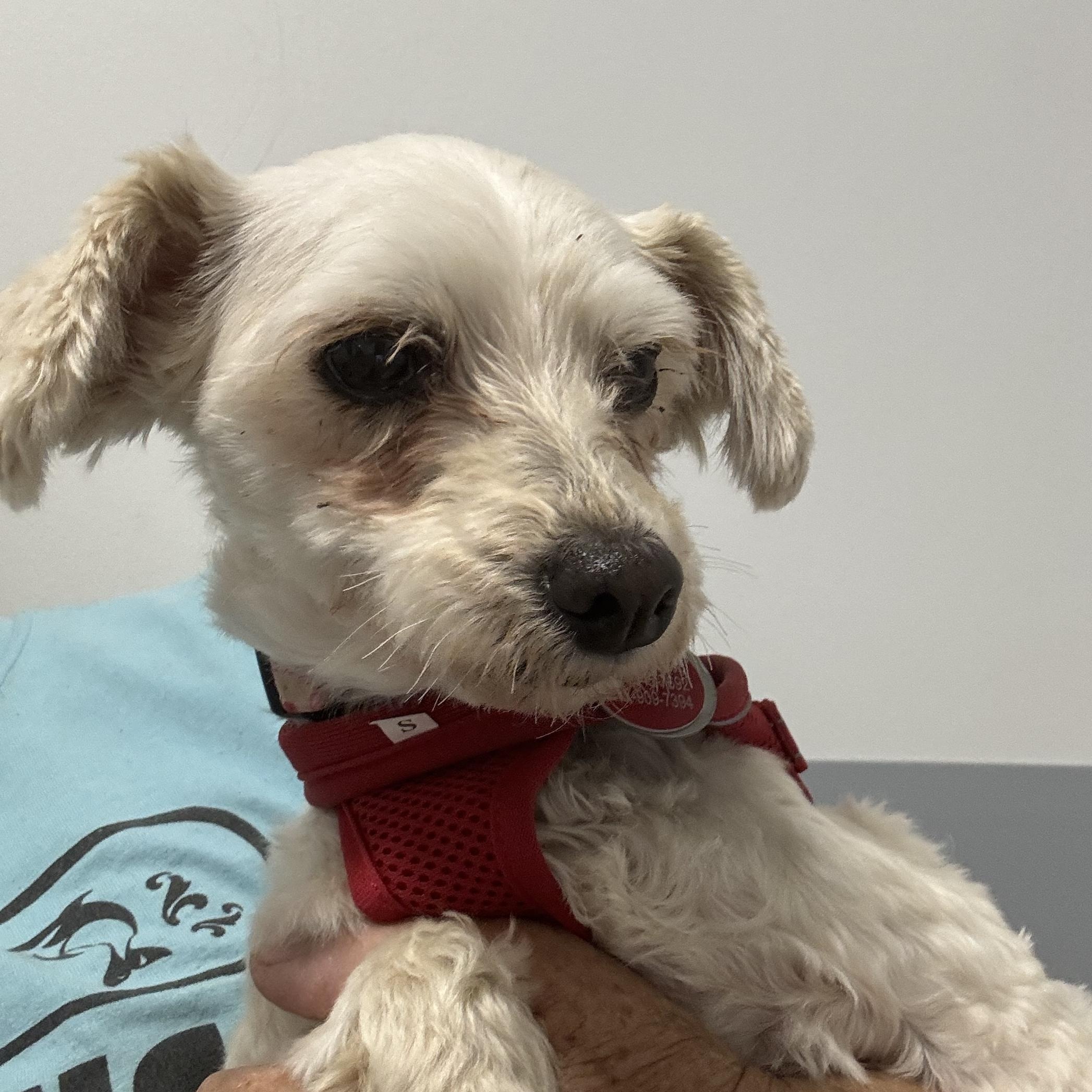 Cherry Collins, a Adoptable Maltipoo in Plano, TX image 2/4