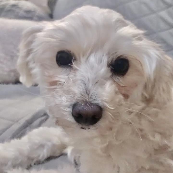 Enlarge Cherry Collins, a Adopted Maltipoo in Plano, TX image 2/4