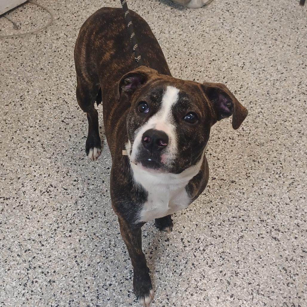 Zip, Adoptable, Young Female American Staffordshire Terrier & Mixed Breed.