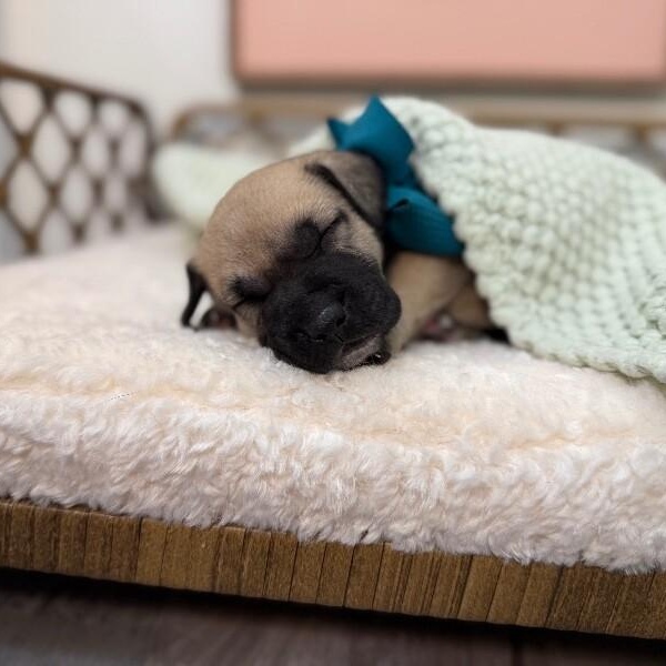 Mackinac Bridge — thumbnail 3