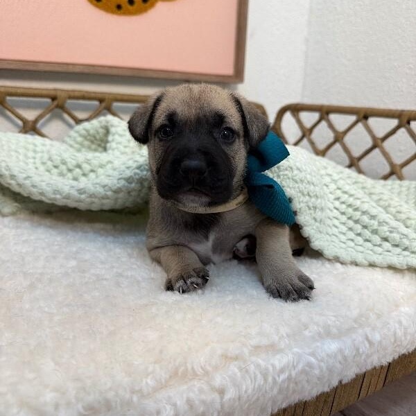 Mackinac Bridge — thumbnail 5