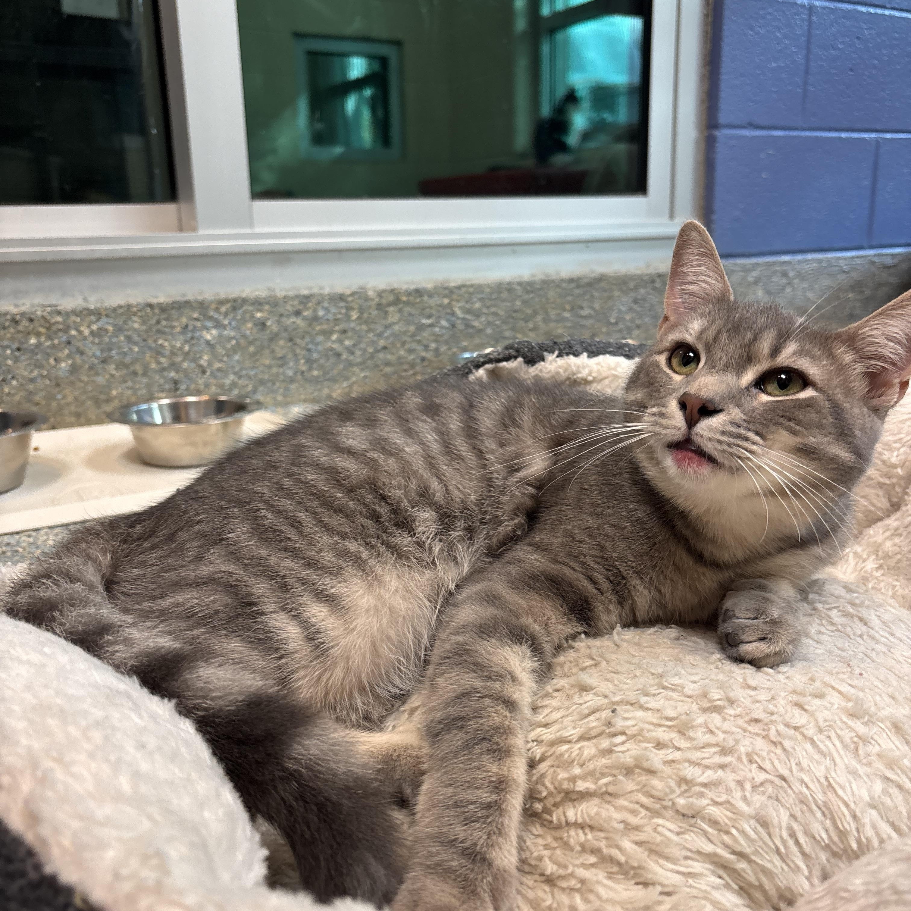 Miller, Adoptable, Young Male Domestic Short Hair.