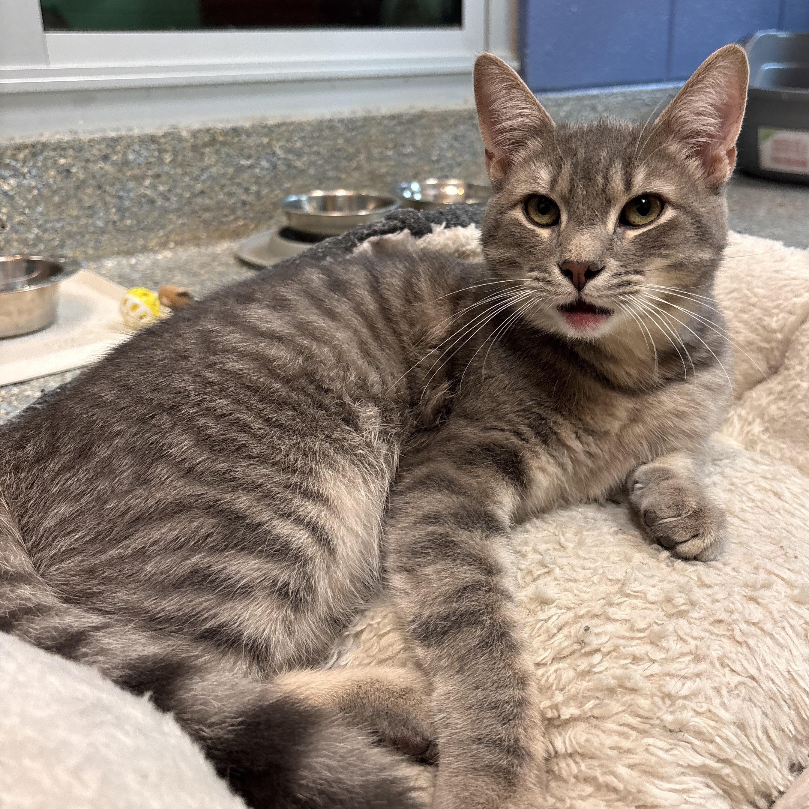 Enlarge Miller, a Adoptable Domestic Short Hair in Charleston, SC image 2/2