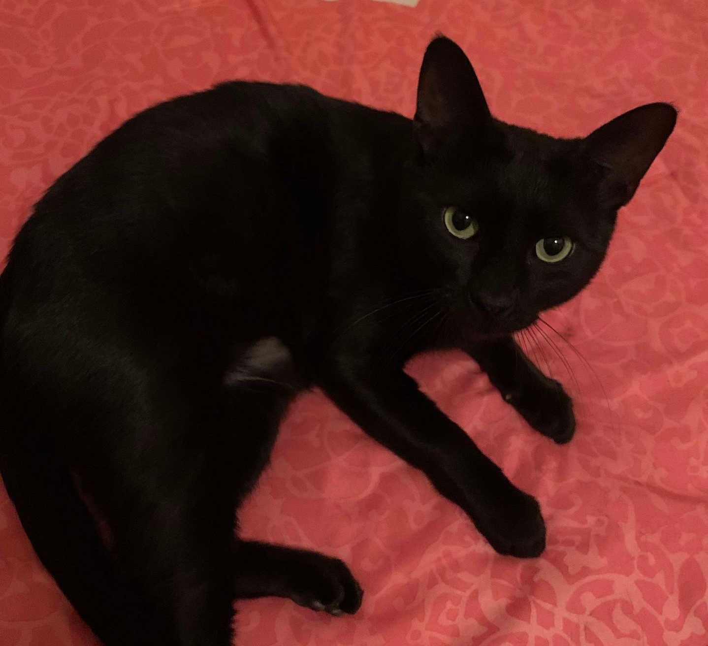 Cat for adoption Mowgli, a Domestic Short Hair in Brattleboro , VT
